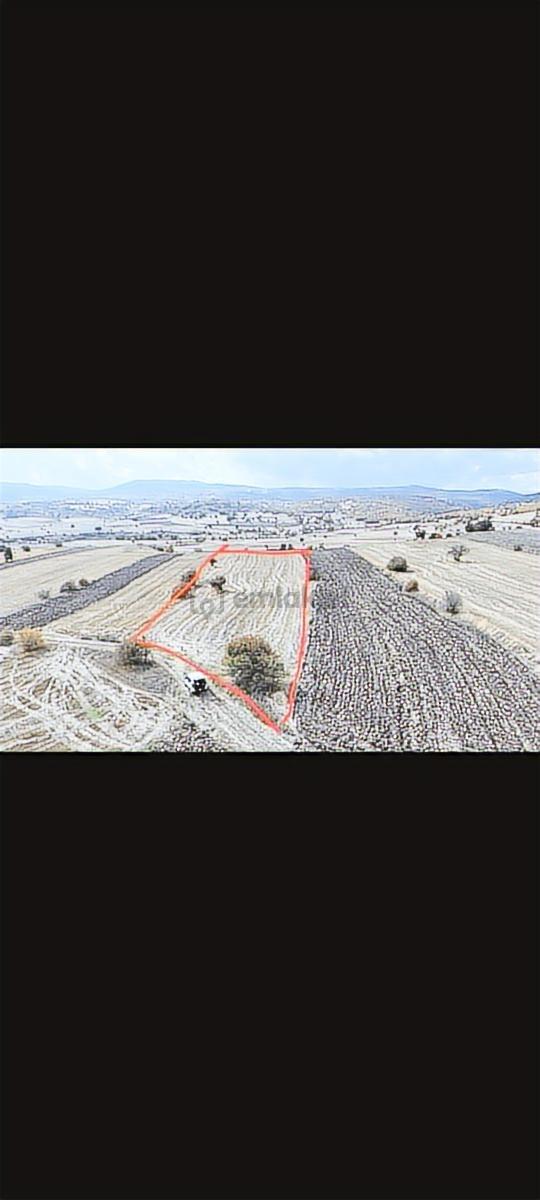 Bilecik Resmi Yolu Olan Tamamı Ekilir Fırsat Arazi5850m2 2