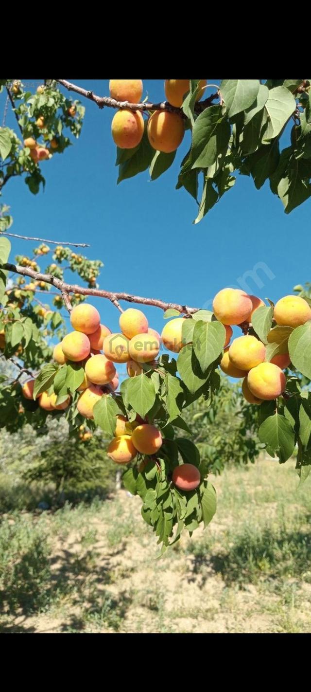 Akyurt Merkeze Çok Yakın Sahibinden Satılık Hobi Bahçesi 1