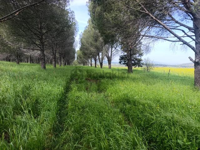 Zeytindag Bozyerlerde Kadastro Yolu Olan Satılık Tarla 5
