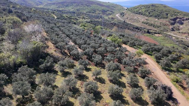 Balıkesir Bandırma Sahil Yenice Mah. 1.653 M2 Satılık Tarla Deniz Manzaralı Yatırımlık 5