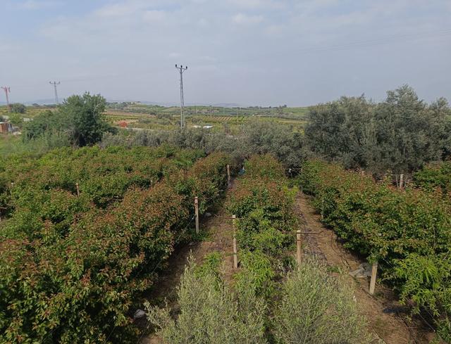 Tarsus İbrişim Köyünde Satılık Bahçe 4