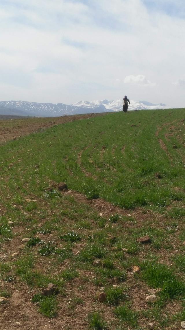 ...satılık... Kayseri Pınarbaşı... 4