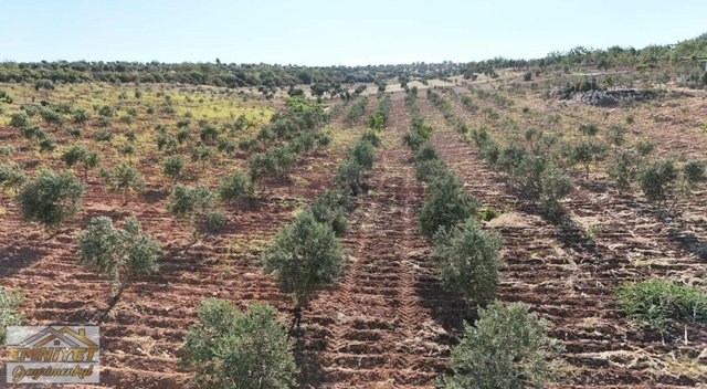 Satılık Kuru Kastel İlerisinde Zeytinlik 9450m2 Bağ Evlik Satılık Kuru Kastel İlerisinde Zeytinlik 9450m2 Bağ Evlik
