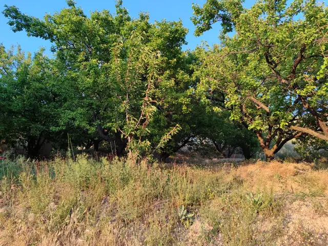Pex Anka'dan Gündüzbey'de Satılık 3.750 M² Arsa Vasfında Bahçe 2
