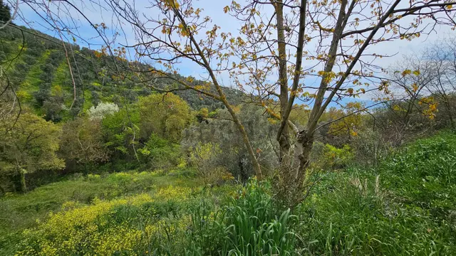 Orhangazi Çakırlı'da 308 M²/ Göl Manzaralı Dere Kenarı Bahçe 2