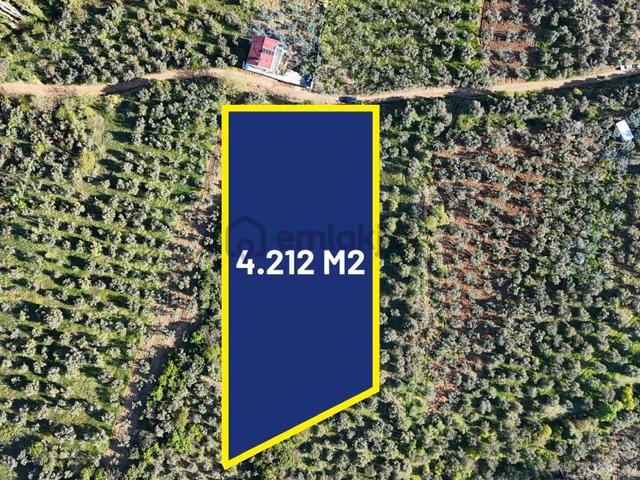 *yiğit Emlak Armutlu'dan*4212m2*zeytinlik 1