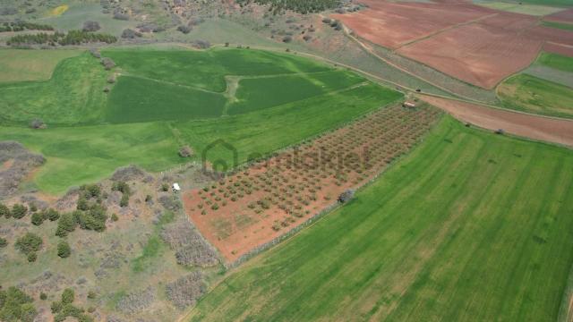 Eker'den Kızılcaören Mahallesinde 13 Dönüm Badem Bahçesi 3