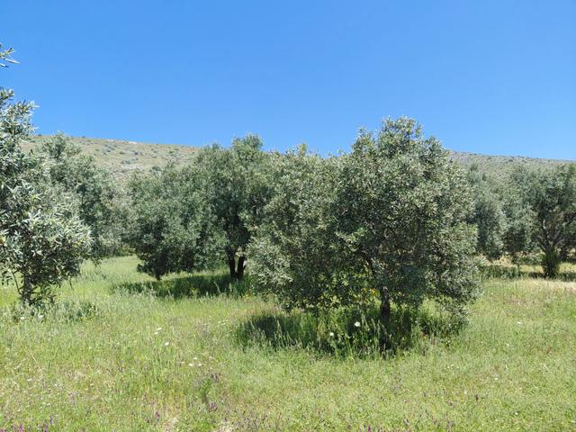 Rahmiye De Köye Yola Sıfır Yakın Satılık 3.500 M2 Zeytinlik 1.500.000 Tl 4