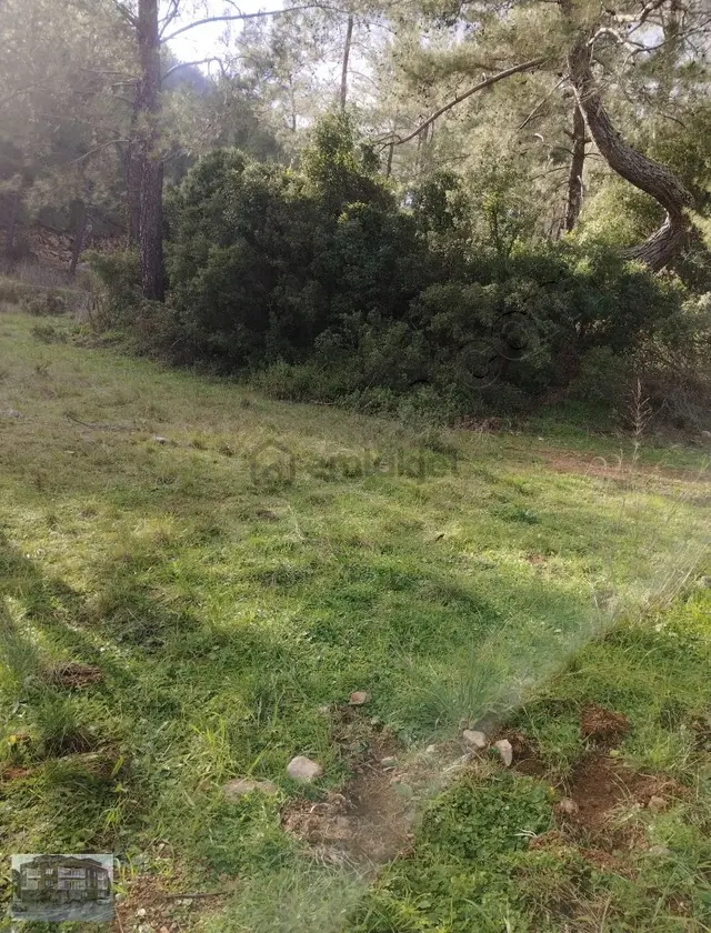 Dalaman Kızılkayada Satılık Zeytin Bahçesi 4