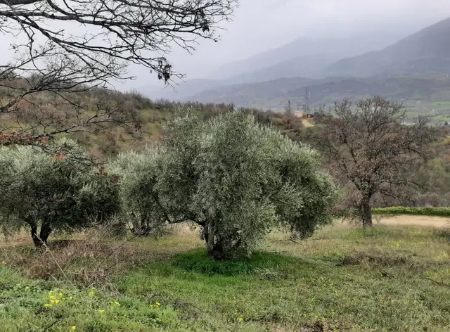 Alaşehir Uluderbent De Müstakil Tapulu 12 Dönüm Zeytinlik 2