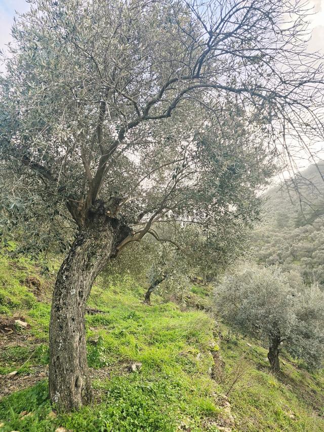 Muğla Milas Önünde Dere Akan Satılık Zeytinlik 3