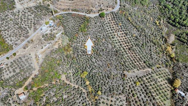 Ay Emlak'tan 3.782 M2 Deniz Gören Manzaralı Bakımlı Zeytinlik 5