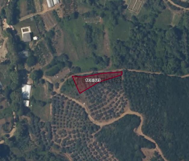 Balıkesir Bandırma Sahil Yenice Mah. 962 M2 Satılık Zeytinlik Deniz Manzaralı Merkeze Yakın 5