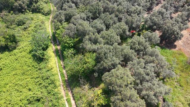 Balıkesir Bandırma Sahil Yenice Mah. 962 M2 Satılık Zeytinlik Deniz Manzaralı Merkeze Yakın 4