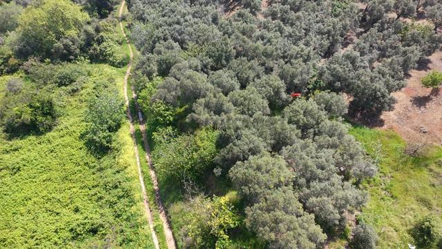Balıkesir Bandırma Sahil Yenice Mah. 962 M2 Satılık Zeytinlik Deniz Manzaralı Merkeze Yakın 1