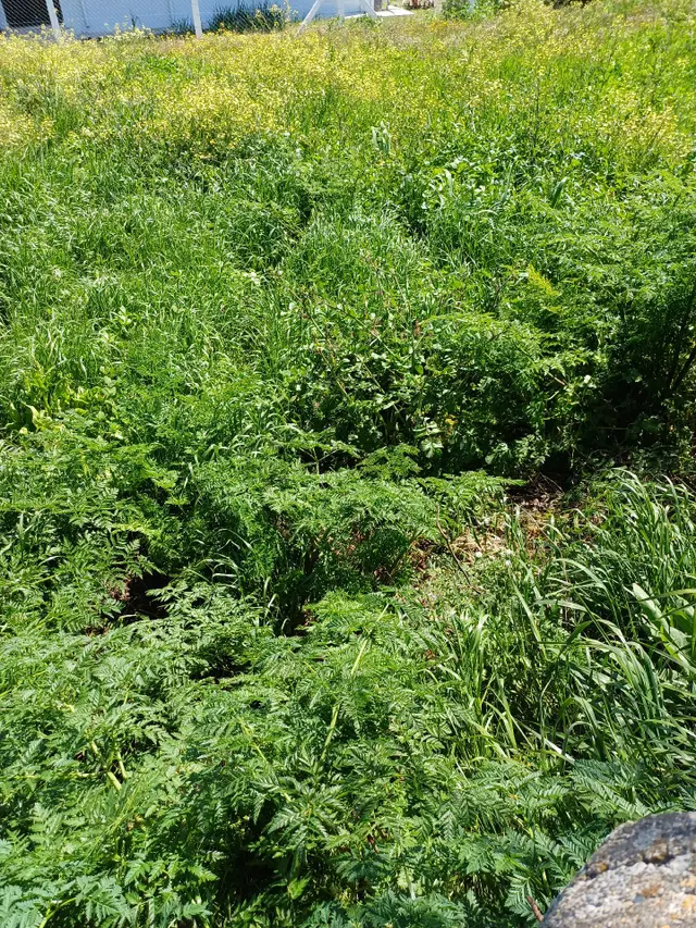 Sahibinden İstanbul Silivri Büyük Çavuşluda 2850m2 Tek Tapu Tarla Arac Takasları Degerlendirilir 2