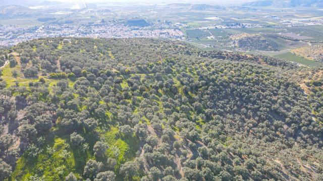 Selçuk Zafer Mahallesi'nde 9.680 M2 Verimli Zeytinlik 4