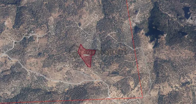 Selçuk Zafer Mahallesi'nde 9.680 M2 Verimli Zeytinlik 2