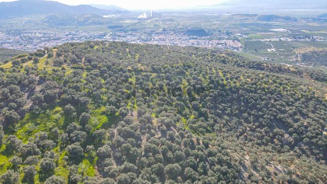 Selçuk Zafer Mahallesi'nde 9.680 M2 Verimli Zeytinlik 5