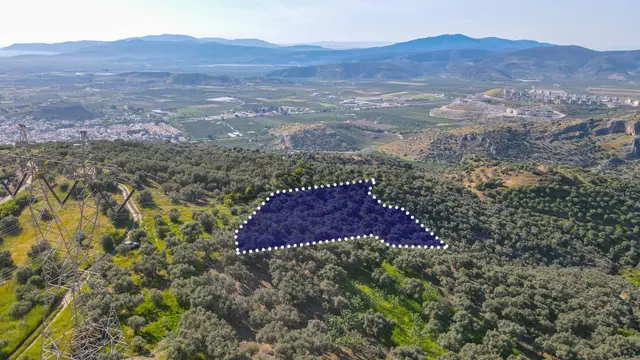 Selçuk Zafer Mahallesi'nde 9.680 M2 Verimli Zeytinlik Selçuk Zafer Mahallesi'nde 9.680 M2 Verimli Zeytinlik