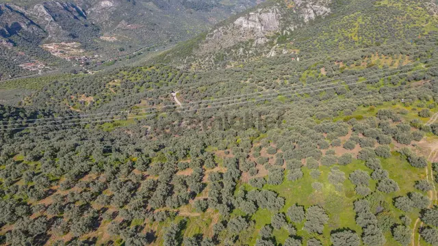 Selçuk Zafer Mahallesi'nde 9.680 M2 Verimli Zeytinlik 3