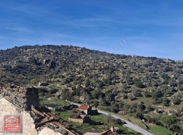Söke Akçakayada Yola Sıfır 21 Dönüm Satılık Zeytinlik 4