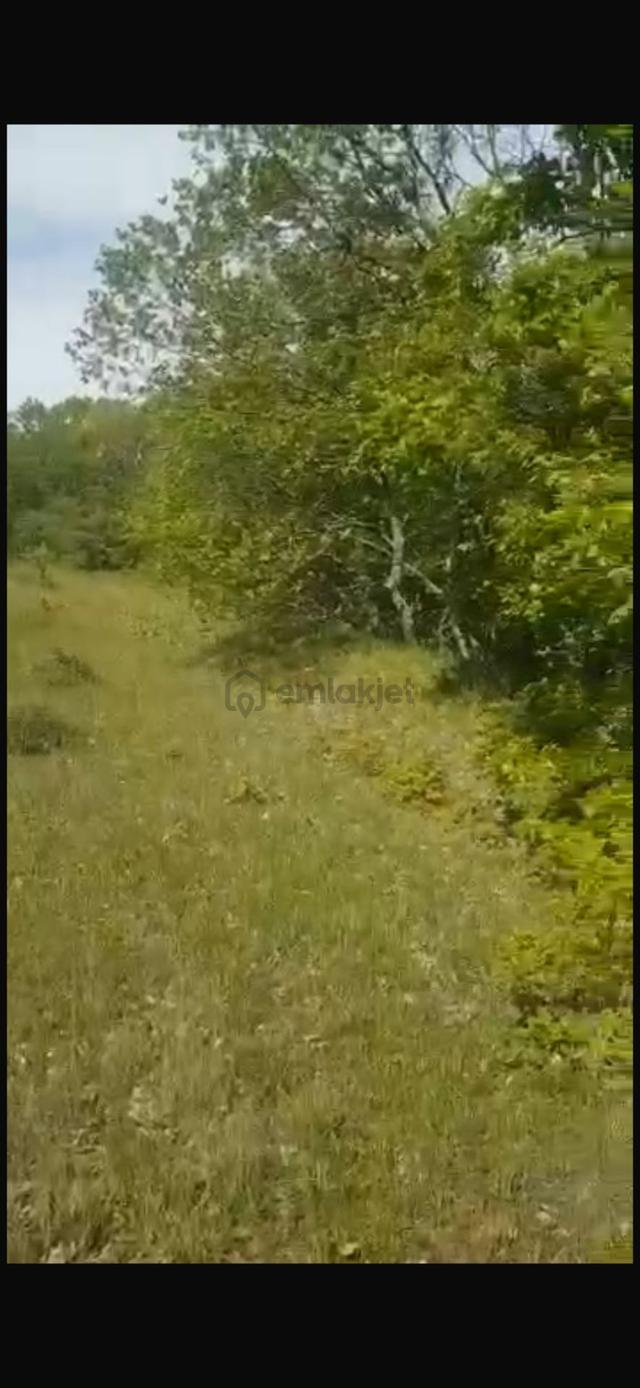 Koruköy'de İçinde Meyve Ağaçları Mevcut Satılık Tarla 5