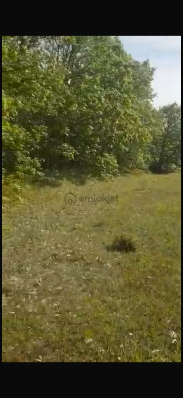 Koruköy'de İçinde Meyve Ağaçları Mevcut Satılık Tarla 2