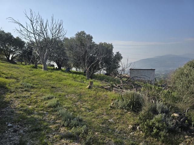 Yamaç Mahallesinde Satılık Zeytinlik Ve İncir Tarlası 2