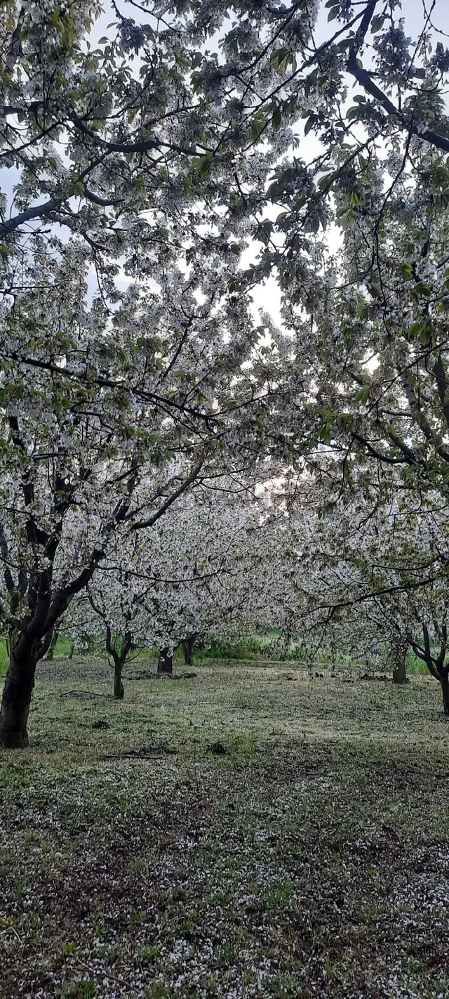 Elit Emlak'tan Sultandağı Akbaba 3,000 M2 Bahçe Tarla 2