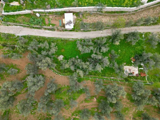 ▓yükselden Gürede Yola Cephe 688 M2 Düz Zemin Çevrili Zeytinlik▓ 5