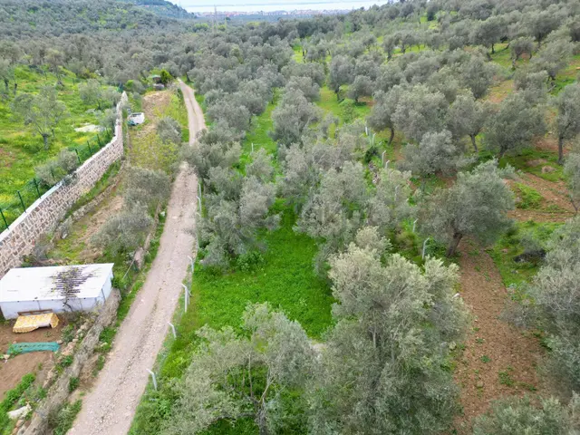 ▓yükselden Gürede Yola Cephe 688 M2 Düz Zemin Çevrili Zeytinlik▓ 1