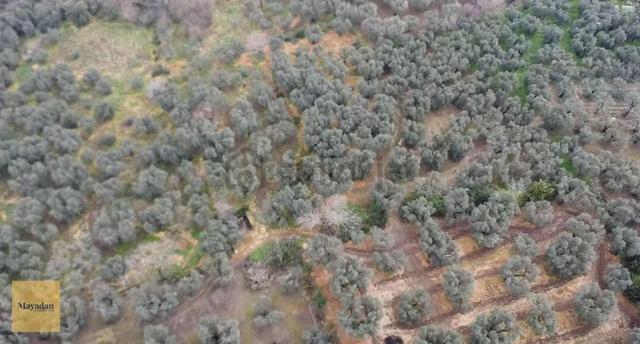 Mayadan Gyo Edincikte 35 Adet Zeytin Ağacı Olan Zeytinlik 5