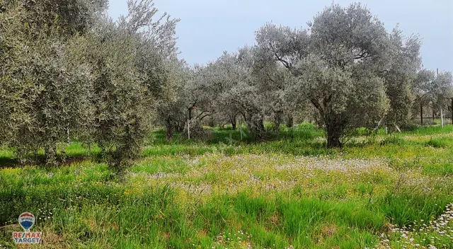 Torbalı Dirmil'de Kadastrol Yola Cepheli Zeytinlik 5