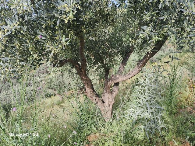 Satılık Zeytin Ağacı 5