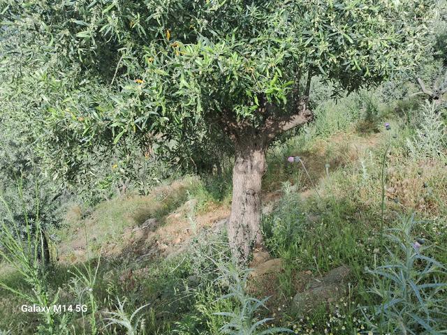 Satılık Zeytin Ağacı 4