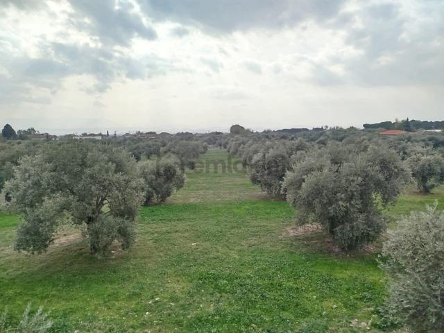 Bayındır Canlı Mahallesinde Satılık Zeytinlik Ve 2 Katlı Ev 3