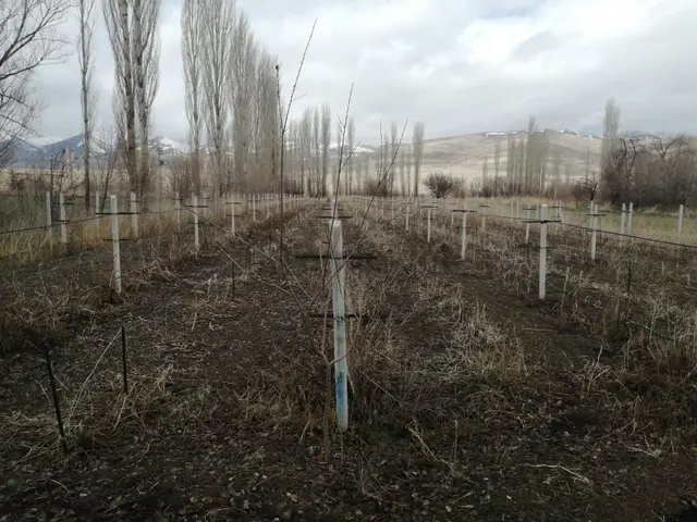 Öz Gaye Emlaktan Develi Epçe Mahallesinde Satılık Üzüm Bahçesi 3