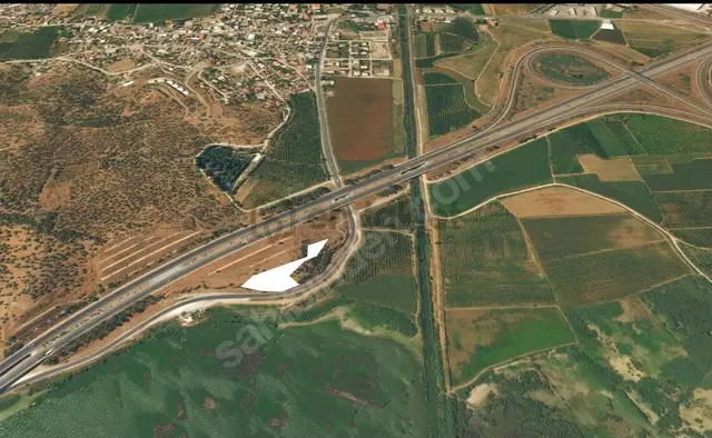 İzmir Selçuk Belevi'nde Yol Kenarında Zeytinlik 2