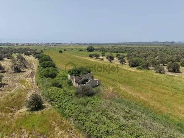 Pera Gayrimenkulden Ayvalık'ta Satılık 164 Dönüm Tarla-zeytinlik 2