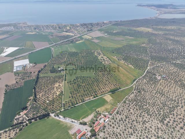 Pera Gayrimenkulden Ayvalık'ta Satılık 164 Dönüm Tarla-zeytinlik 2