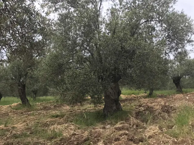 Uçardan Keremköyde Satılık Zeytinlik 1