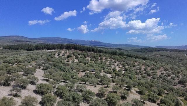 Zeytinliova'da 47.800 M2 Yola Sıfır Elektirik Ve Sulu Zeytinlik 3