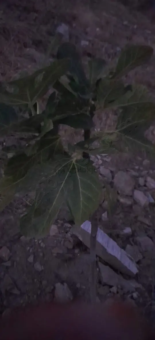 Mamatlı Mahallesinde 27.187 M2 Satılık Zeytin Ve İncir Tarlası 3