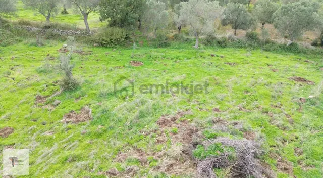 ▓sadece Tunaboylu'dan Havran Küçükdere'de Fırsat Zeytinlik ▓ 3