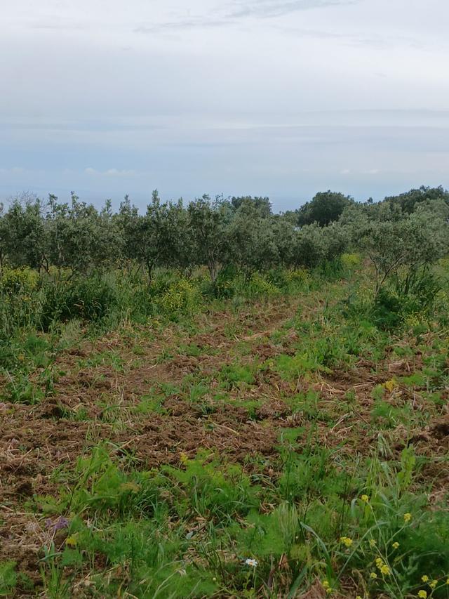 Deniz Manzaralı Satılık Zeytinlik 4