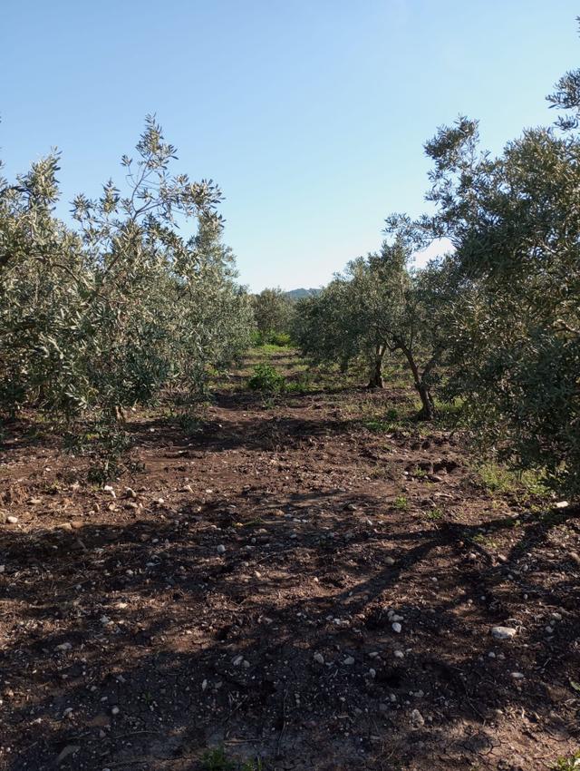 Sarıcalar-hamidiye Arasında 140 Ağaçlık Zeytinlik 5