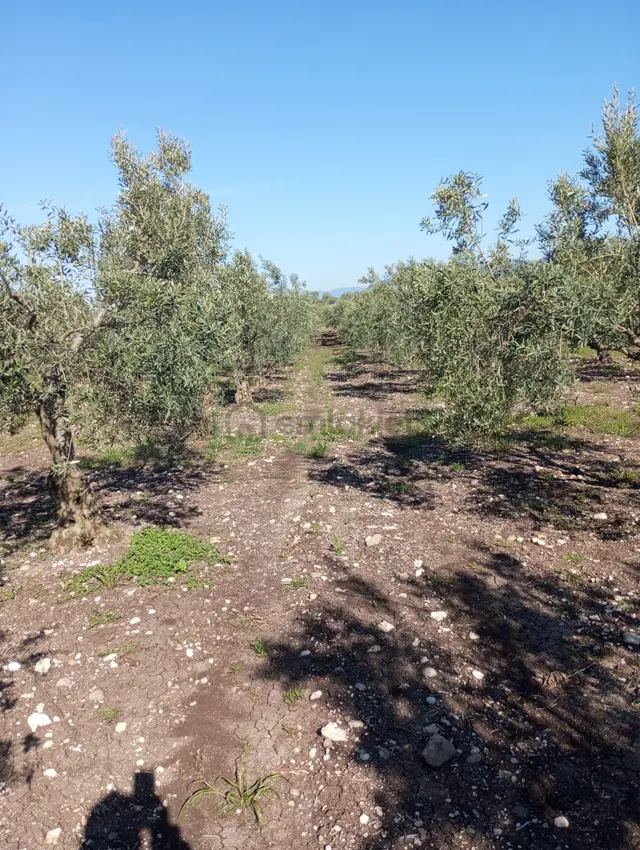 Sarıcalar-hamidiye Arasında 140 Ağaçlık Zeytinlik 4