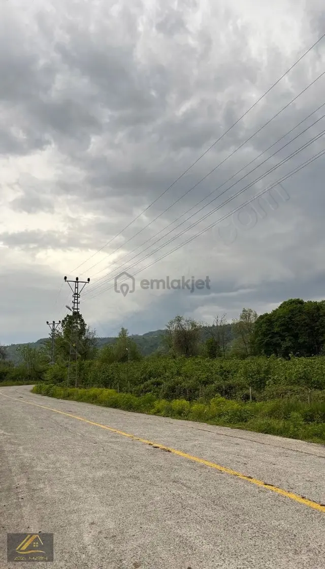 Samsun Çarşamba Gülyazı Mahallesinde Satılık Fındık Bahçesi 5