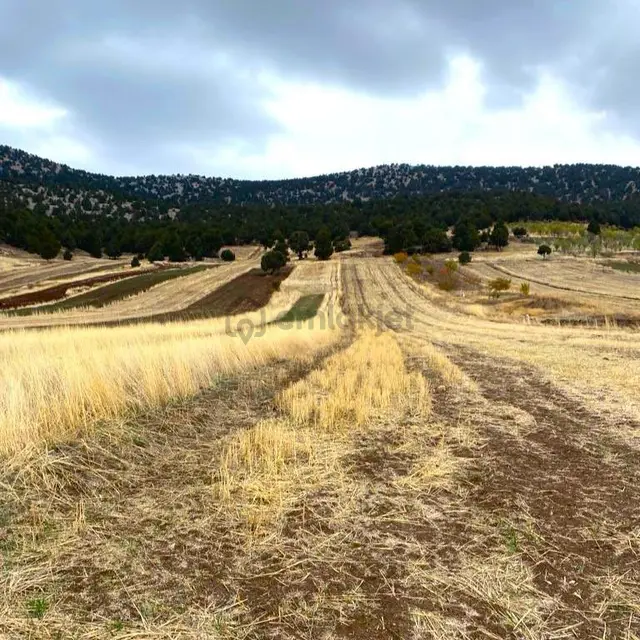 Asfalt Yola Cepheli, Müstakil Tapulu 2051 M² Arsa Fırsatı! 3